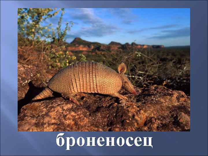 броненосец 