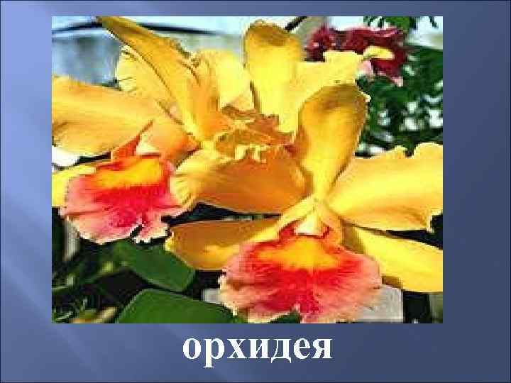 орхидея 