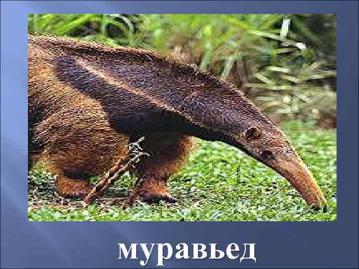муравьед 