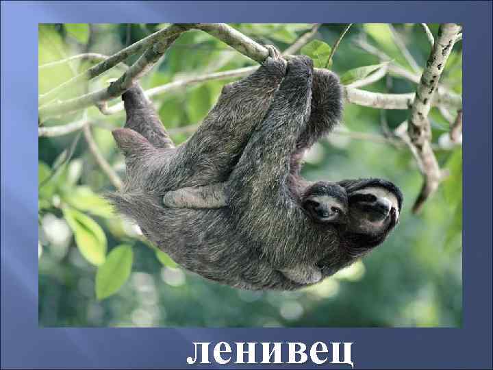 ленивец 
