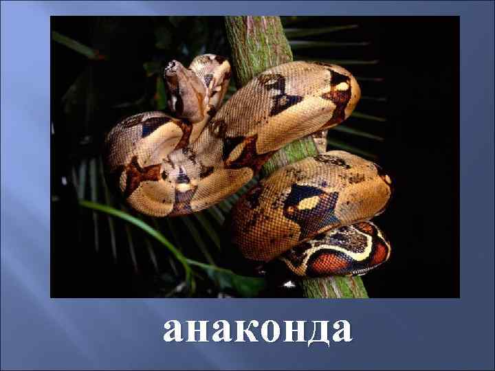 анаконда 