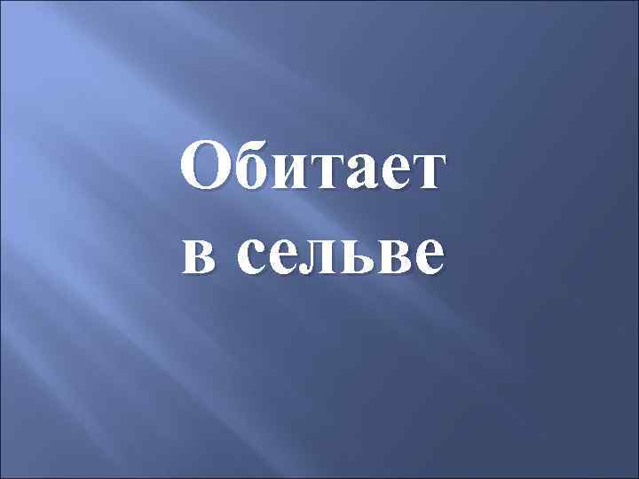 Обитает в сельве 