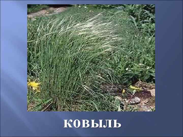 ковыль 