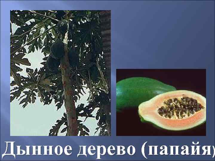 Дынное дерево (папайя) 