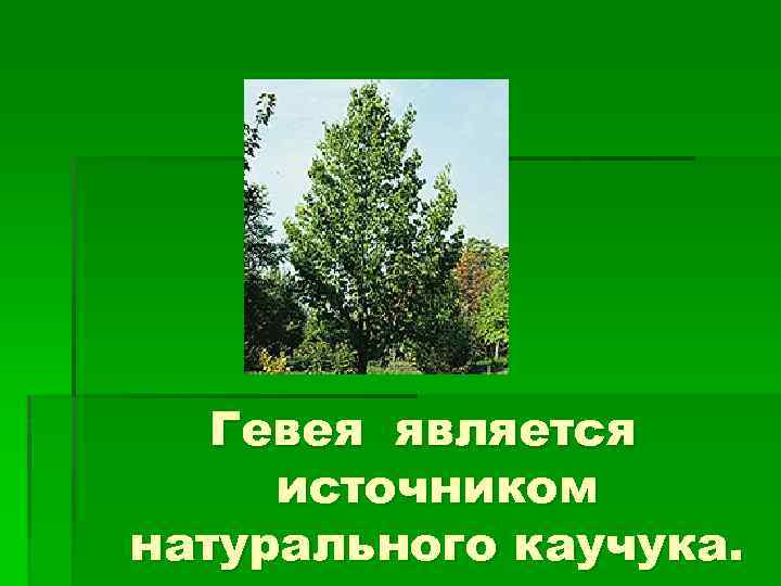 Гевея является источником натурального каучука. 