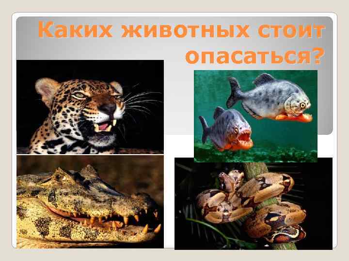 Каких животных стоит опасаться? 