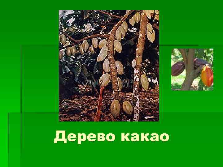 Дерево какао 