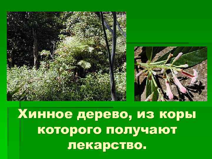 Хинное дерево, из коры которого получают лекарство. 