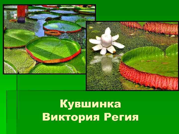 Кувшинка Виктория Регия 