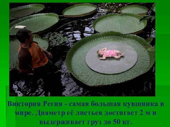Виктория Регия - самая большая кувшинка в мире. Диаметр её листьев достигает 2 м