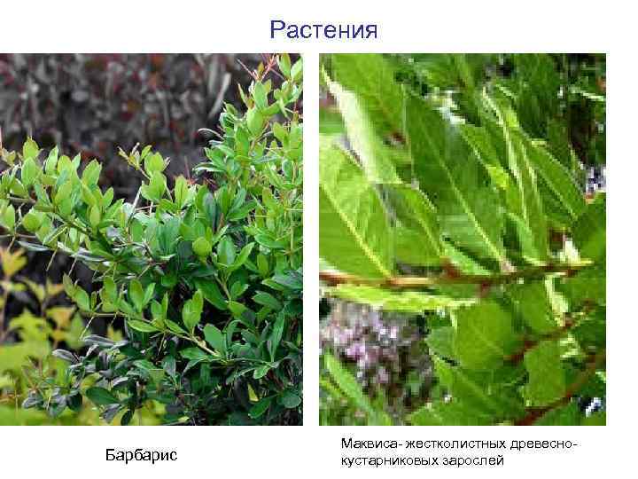   Растения     Маквиса- жестколистных древесно- Барбарис  кустарниковых зарослей