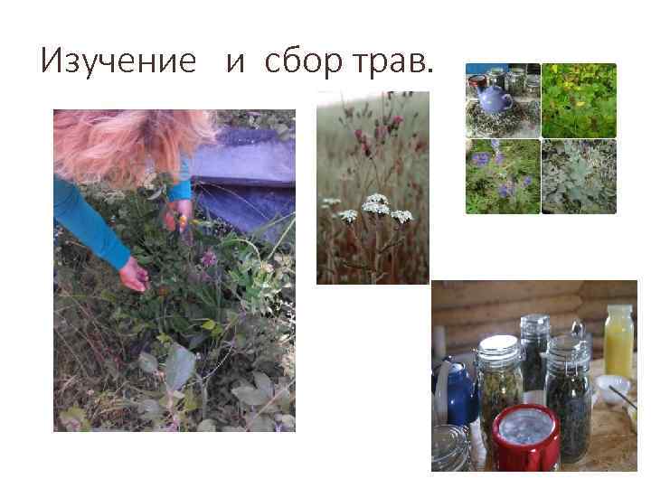 Изучение и сбор трав. 