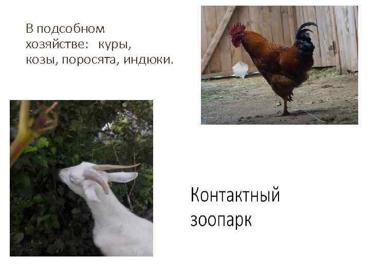 В подсобном хозяйстве: куры, козы, поросята, индюки. 