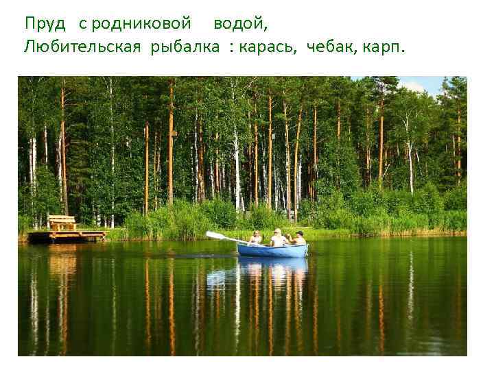 Пруд с родниковой водой, Любительская рыбалка : карась, чебак, карп. 