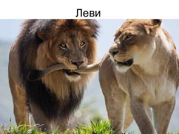 Леви 