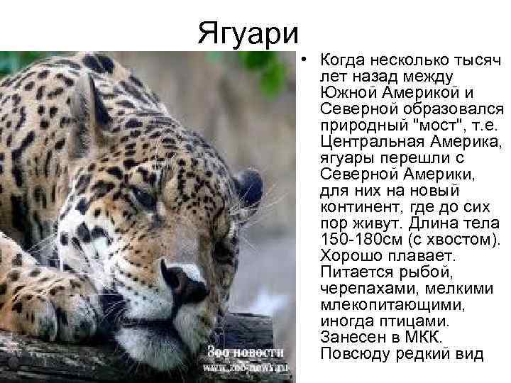 Ягуари • Когда несколько тысяч лет назад между Южной Америкой и Северной образовался природный