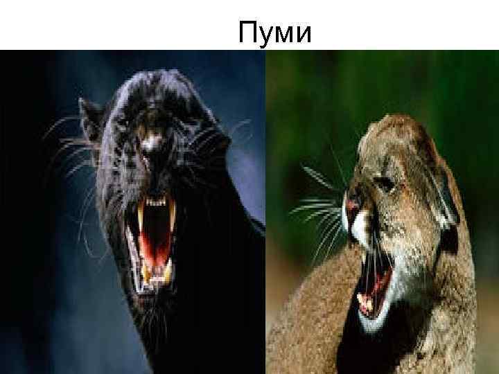Пуми 