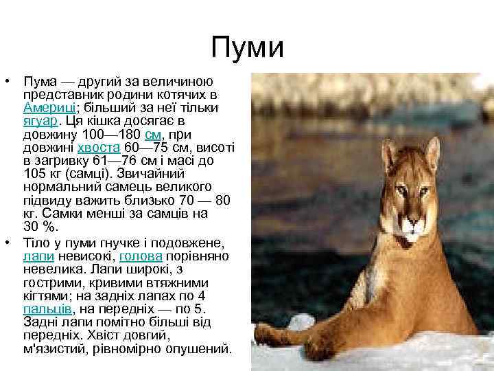 Пуми • Пума — другий за величиною представник родини котячих в Америці; більший за