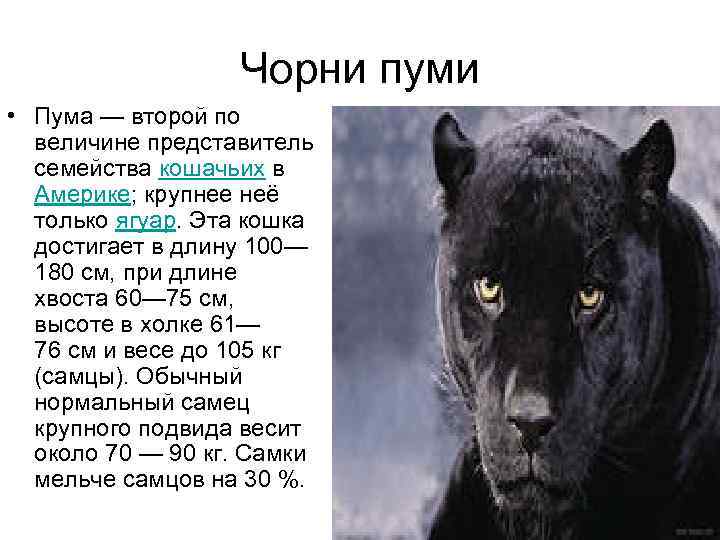 Чорни пуми • Пума — второй по величине представитель семейства кошачьих в Америке; крупнее
