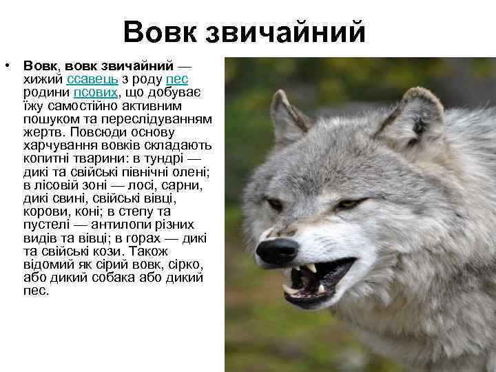 Русский язык вовк
