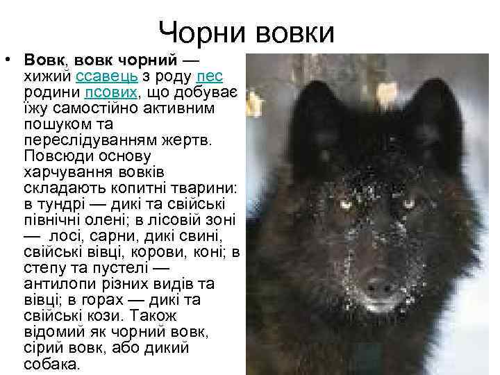 Чорни вовки • Вовк, вовк чорний — хижий ссавець з роду пес родини псових,