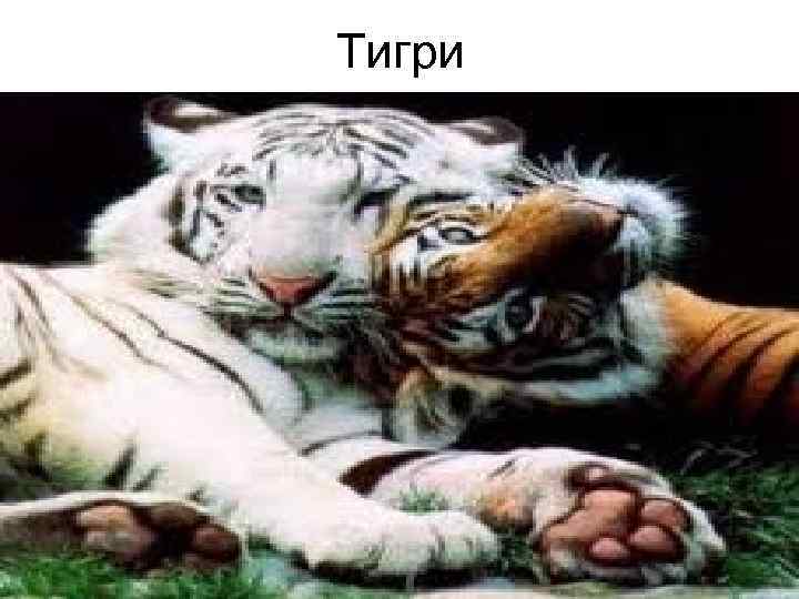 Тигри 