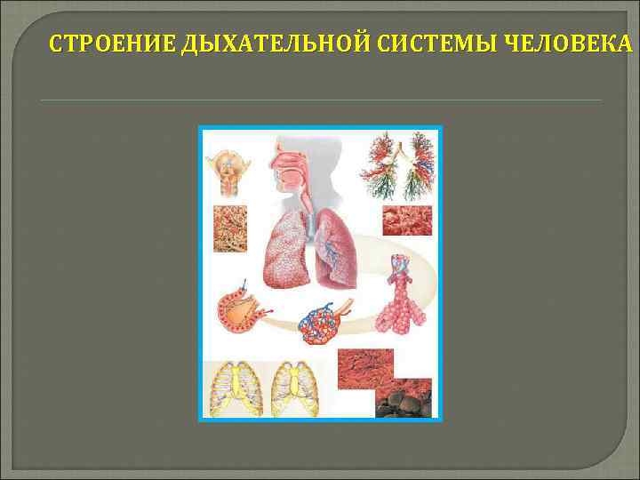 СТРОЕНИЕ ДЫХАТЕЛЬНОЙ СИСТЕМЫ ЧЕЛОВЕКА 