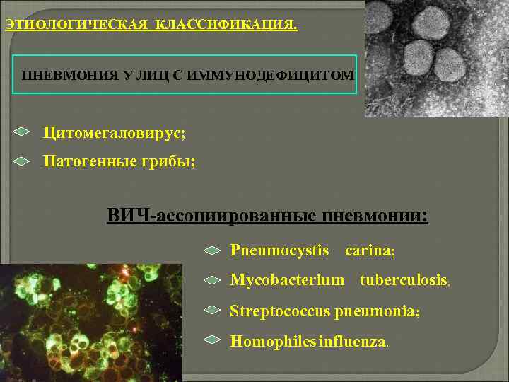 Биологические свойства пневмоцист. Пневмония у лиц с иммунодефицитом. Патогенные грибы классификация. Болезнетворные грибы.