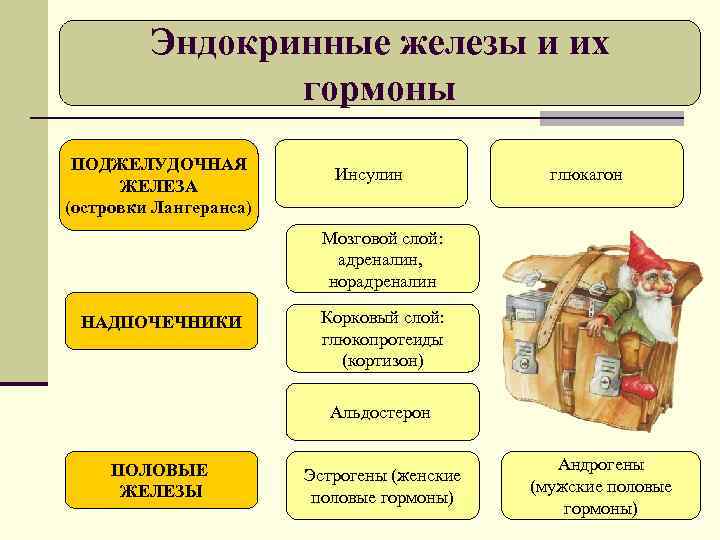 Эндокринные железы и их гормоны ПОДЖЕЛУДОЧНАЯ ЖЕЛЕЗА (островки Лангеранса) Инсулин глюкагон Мозговой слой: адреналин,