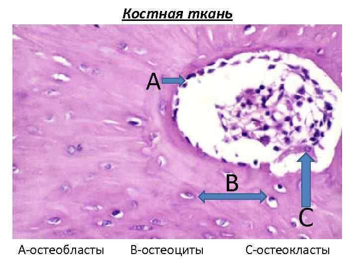 Костная ткань А В А-остеобласты В-остеоциты С С-остеокласты 