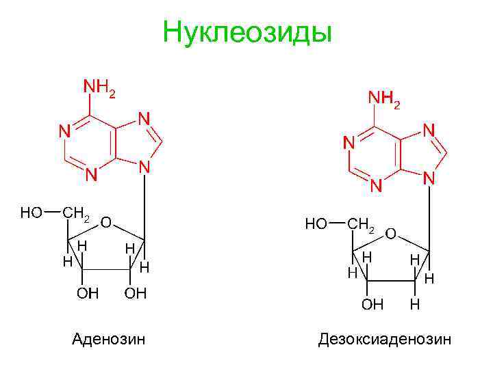 Схема образования аденозина