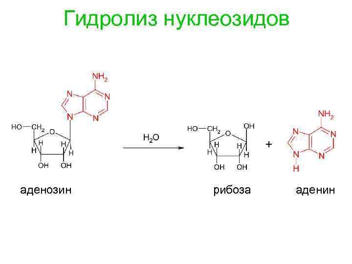 Аденин рибоза три. Аденин и аденозин. Схема гидролиза аденозина. Рибоза+ аденин. Реакция образования нуклеотида из аденина.