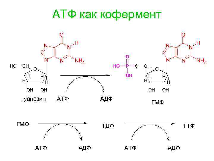 ГТФ строение биохимия. Аденозин 5 фосфат. Кофермент ГТФ ГДФ.