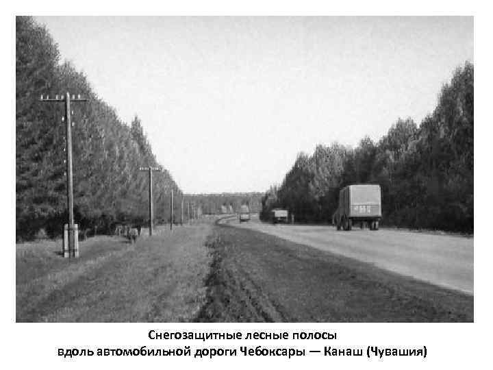 Снегозащитные лесные полосы вдоль автомобильной дороги Чебоксары — Канаш (Чувашия) 