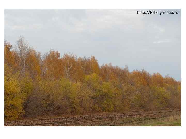 http: //fotki. yandex. ru 