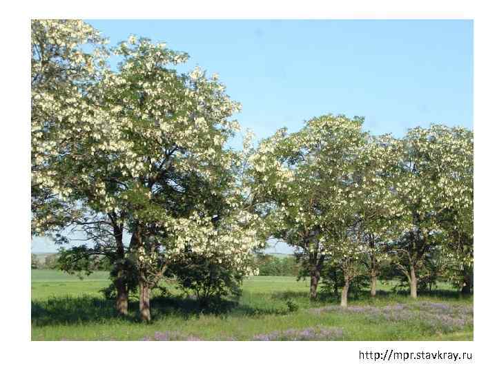 http: //mpr. stavkray. ru 