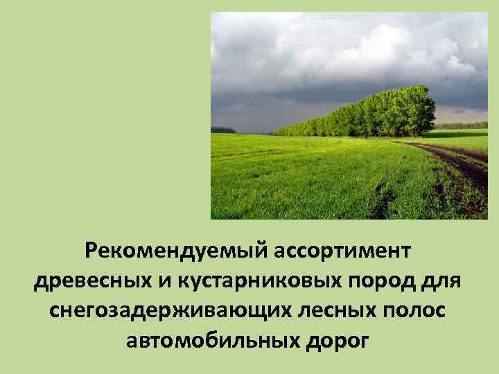 Рекомендуемый ассортимент древесных и кустарниковых пород для снегозадерживающих лесных полос автомобильных дорог 