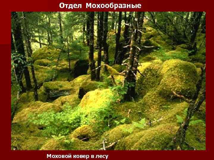 Отдел Мохообразные Моховой ковер в лесу 