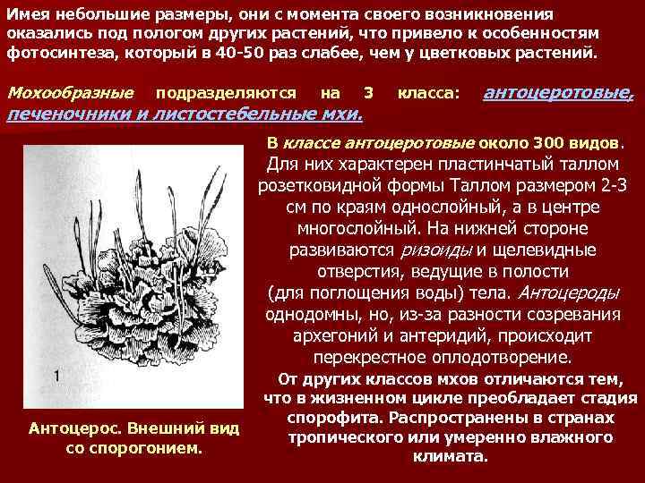 Имея небольшие размеры, они с момента своего возникновения оказались под пологом других растений, что