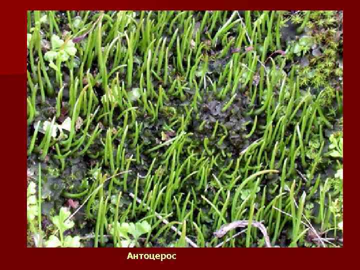 Антоцерос 