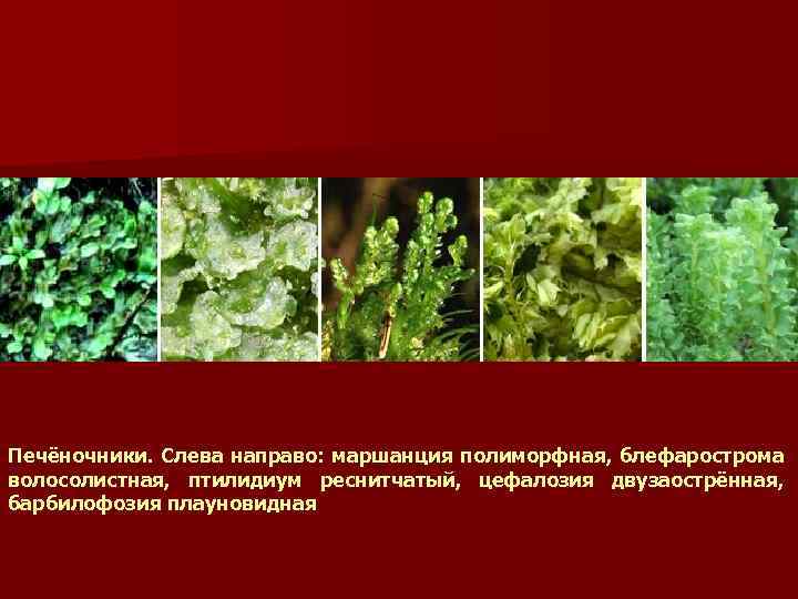 Печёночники. Слева направо: маршанция полиморфная, блефарострома волосолистная, птилидиум реснитчатый, цефалозия двузаострённая, барбилофозия плауновидная 