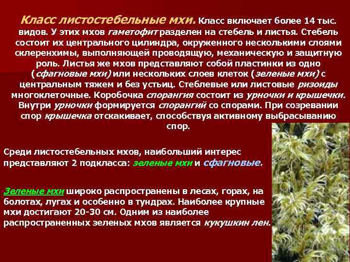 Класс листостебельные мхи. Класс включает более 14 тыс. видов. У этих мхов гаметофит разделен