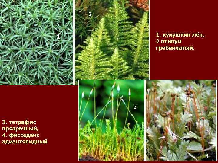 2 1. кукушкин лён, 2. птилум гребенчатый. 1 3 3. тетрафис прозрачный, 4. фисседенс