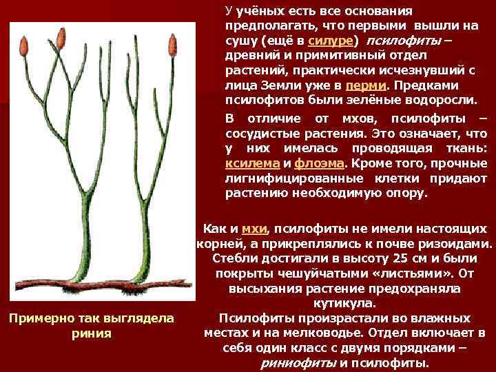 Риниофиты первые растения освоившие