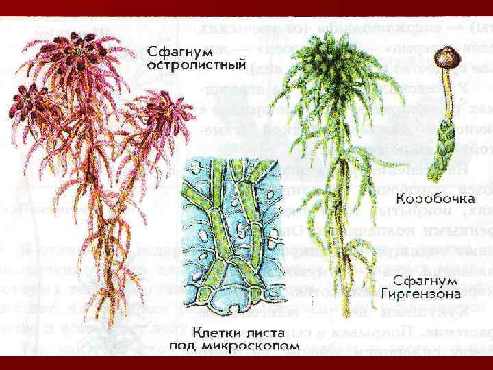 Коробочка спор