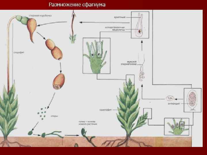 Размножение сфагнума 