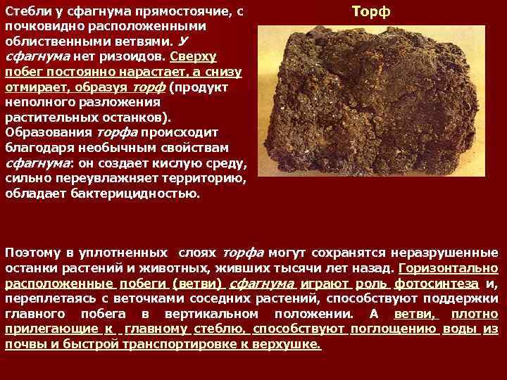 Стебли у сфагнума прямостоячие, с почковидно расположенными облиственными ветвями. У сфагнума нет ризоидов. Сверху