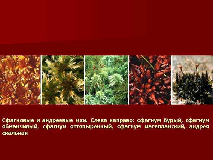 Сфагновые и андреевые мхи. Слева направо: сфагнум бурый, сфагнум обманчивый, сфагнум оттопыренный, сфагнум магелланский,