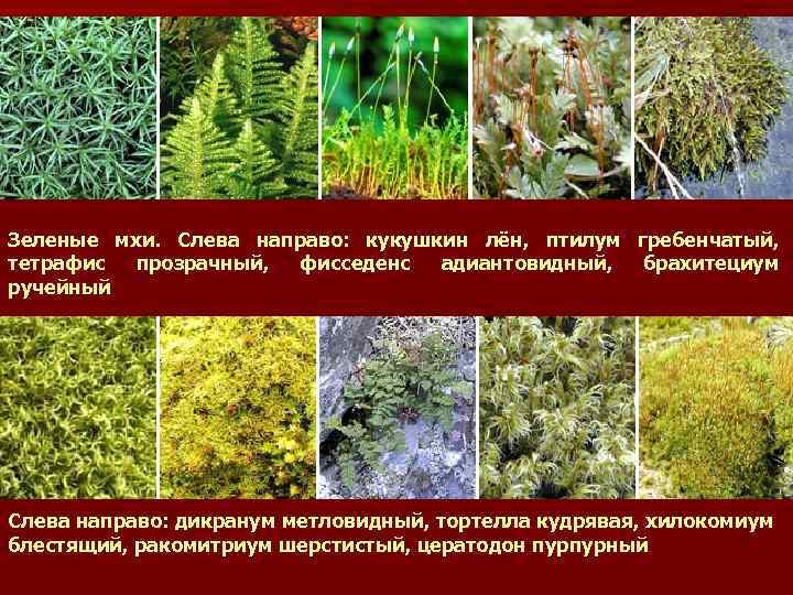 Зеленые мхи. Слева направо: кукушкин лён, птилум гребенчатый, тетрафис прозрачный, фисседенс адиантовидный, брахитециум ручейный