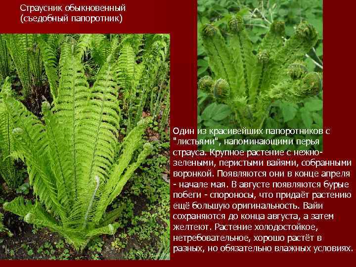 Страусник обыкновенный (съедобный папоротник) Один из красивейших папоротников с "листьями", напоминающими перья страуса. Крупное